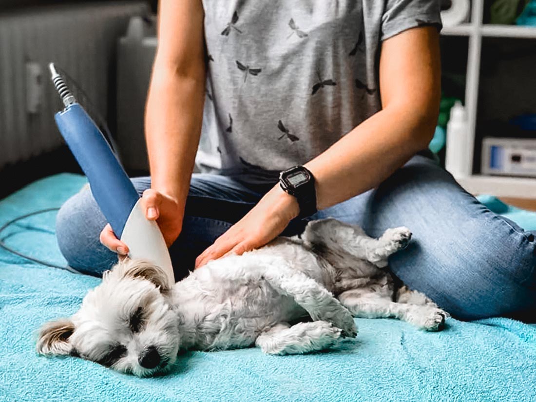 Physiotherapie für Hund