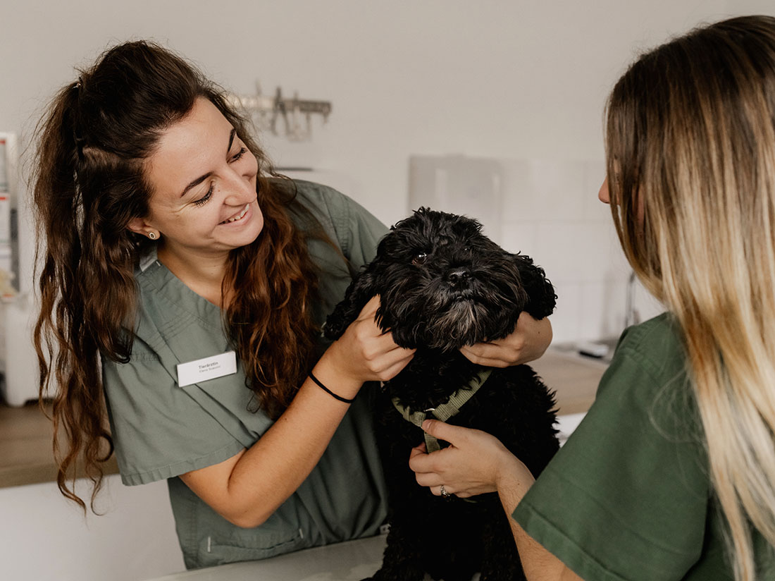 Tierärztin untersucht Hund