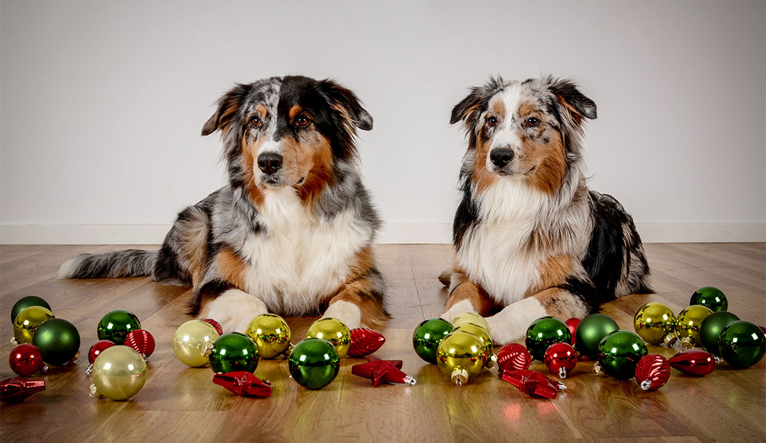 Weihnachten Tierarzt Hadern