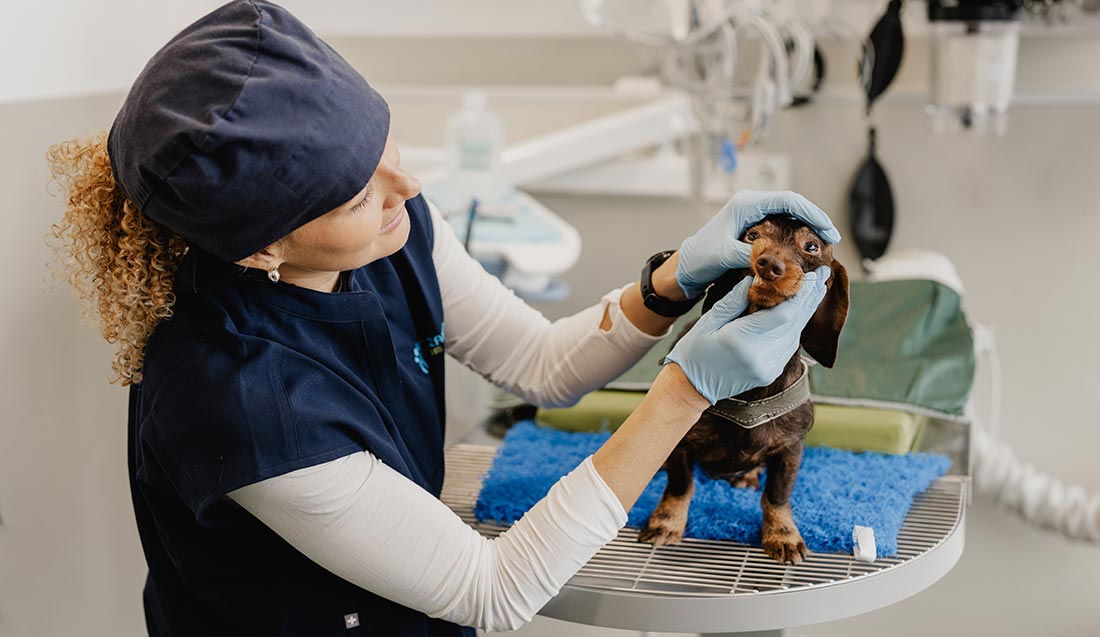 Zahnbehandlung im TierZahnZentrum München
